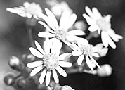 炸你妹在线轰炸